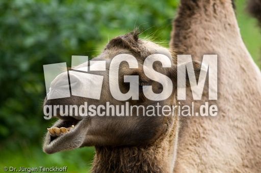 Kamel (34 von 108).jpg